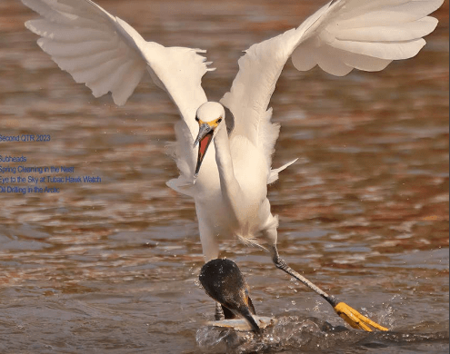 Desert Rivers Audubon Magazine – Spring 2023