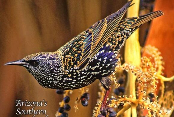 Desert Rivers Audubon Magazine – Fall 2019