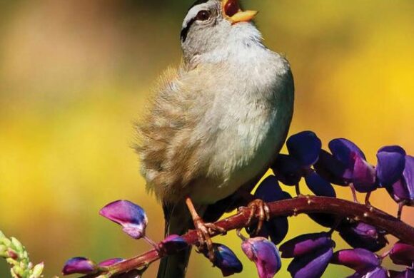 Desert Rivers Audubon Magazine – Winter 2020