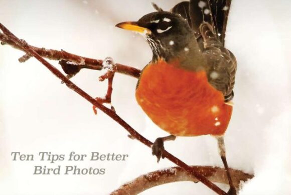 Desert Rivers Audubon Magazine – Winter 2021