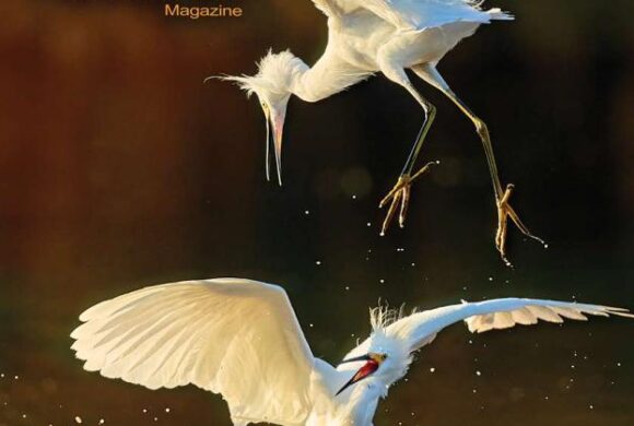 Desert Rivers Audubon Magazine – Fall 2022