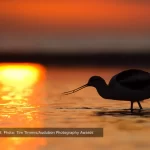 American Avocet. Photo - Tim Timmis/Audubon Phototography Awards