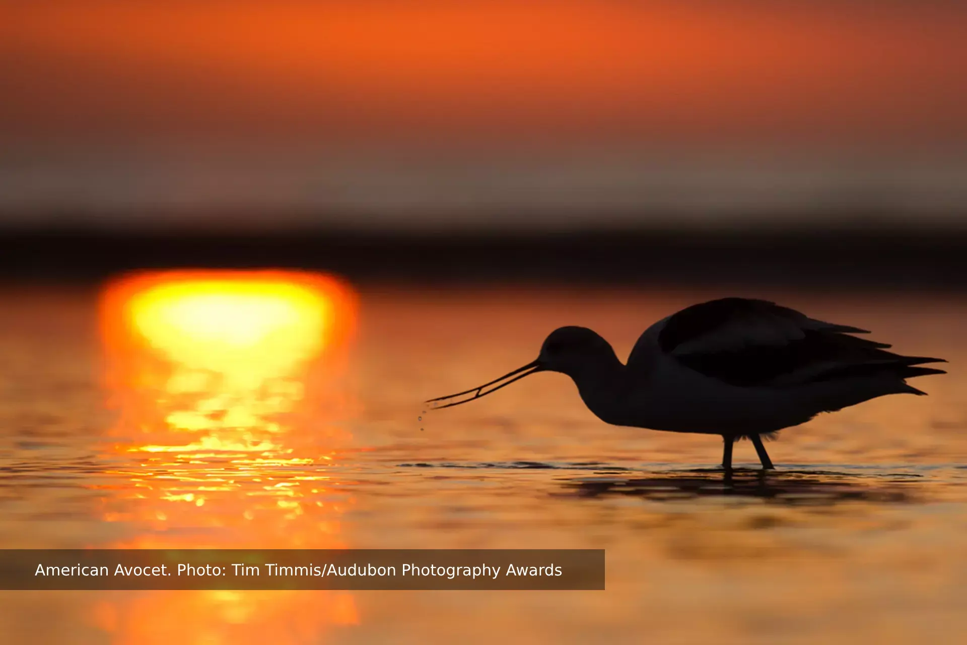 American Avocet. Photo - Tim Timmis/Audubon Phototography Awards
