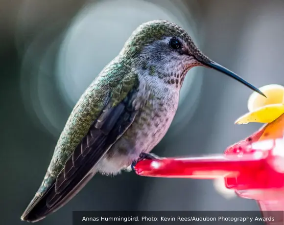 Anna's Hummingbird 02 | Desert Rivers Audubon