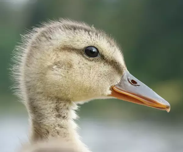 Gadwall - Photo by Emily Fletcher