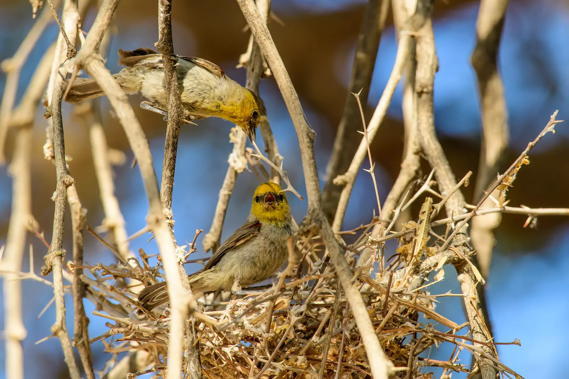 Two Verdins in the nest. Photographed by Ly Dang.