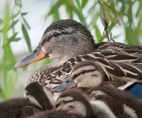 Mallard - Photo by Phil Fowler