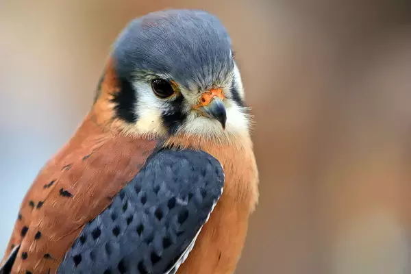 American Kestrel - Photo by Kristen Mauzy