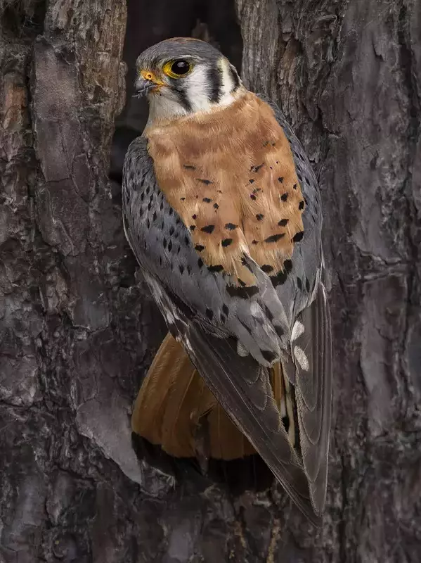 American Kestrel - Photo by Joseph Galkowski