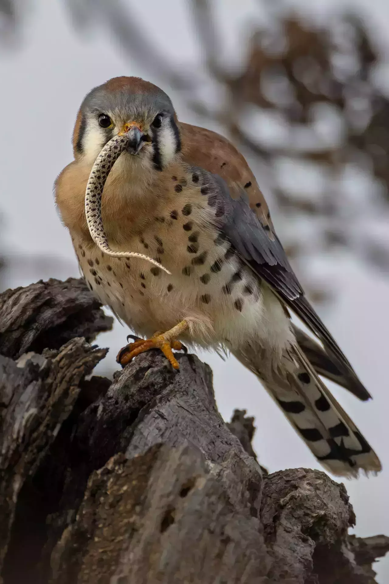 American Kestrel - Photo Joseph Galkowski