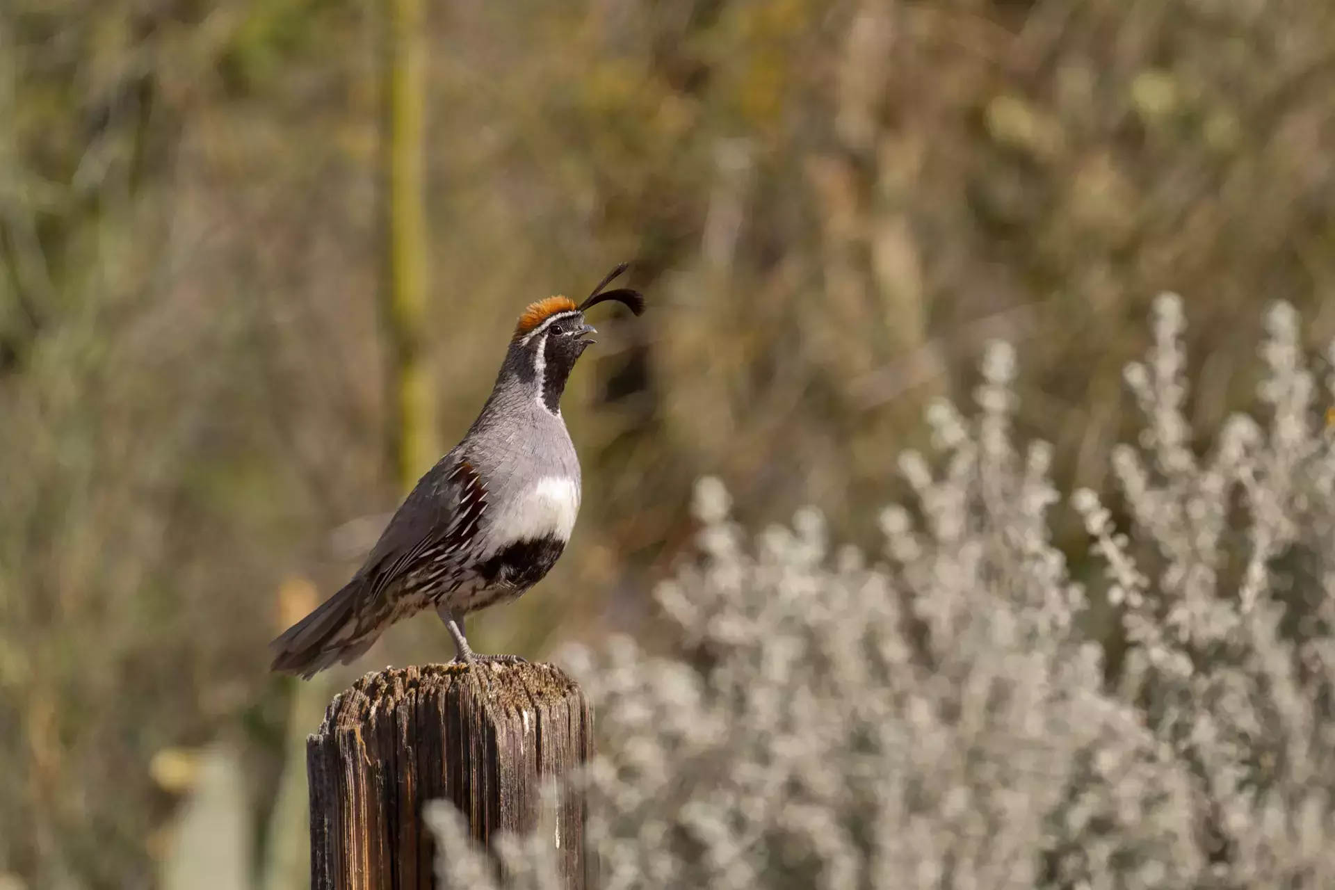 Captured in stunning detail, a Gambel′s Quail keeps watch over the desert. Photo by Peter Hawkins.