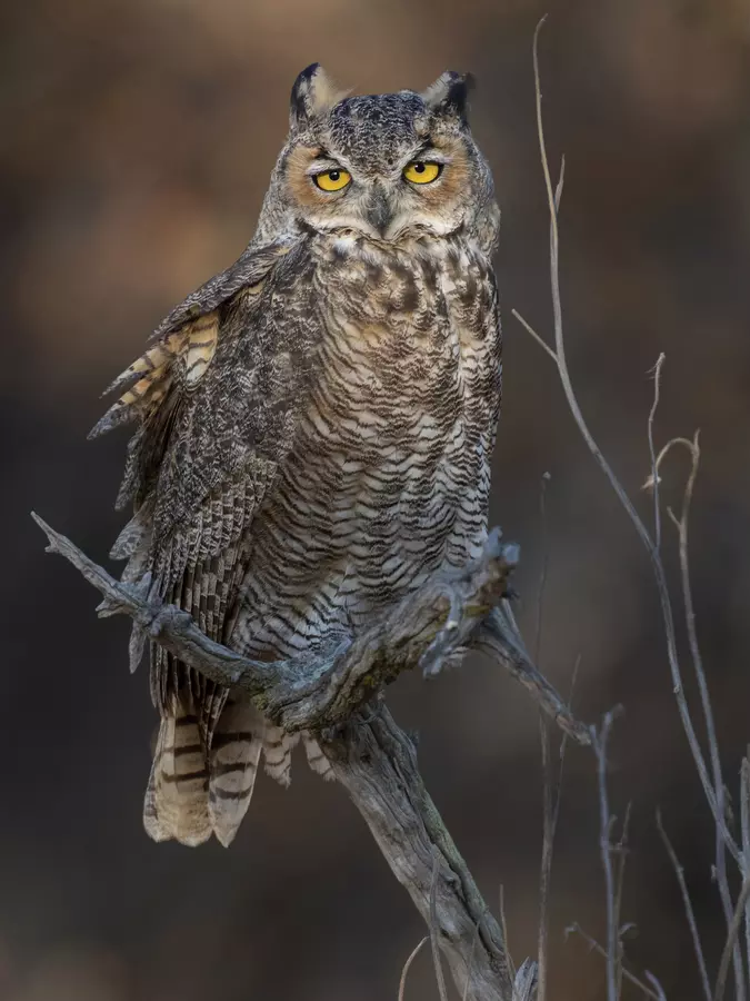 Great Horned Owl - Photo: Joseph Galkowski