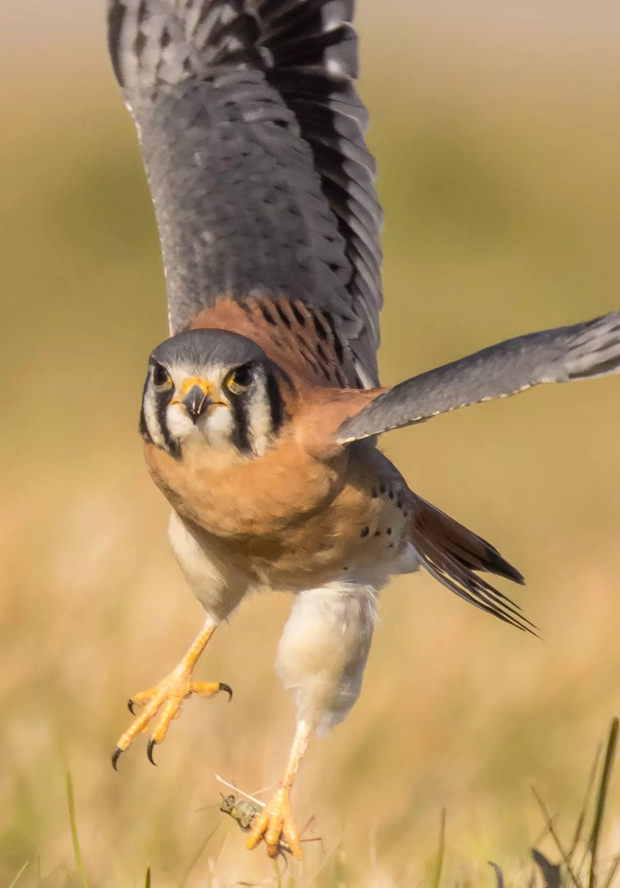 American Kestrel - Photo: Joshua Pelta Heller