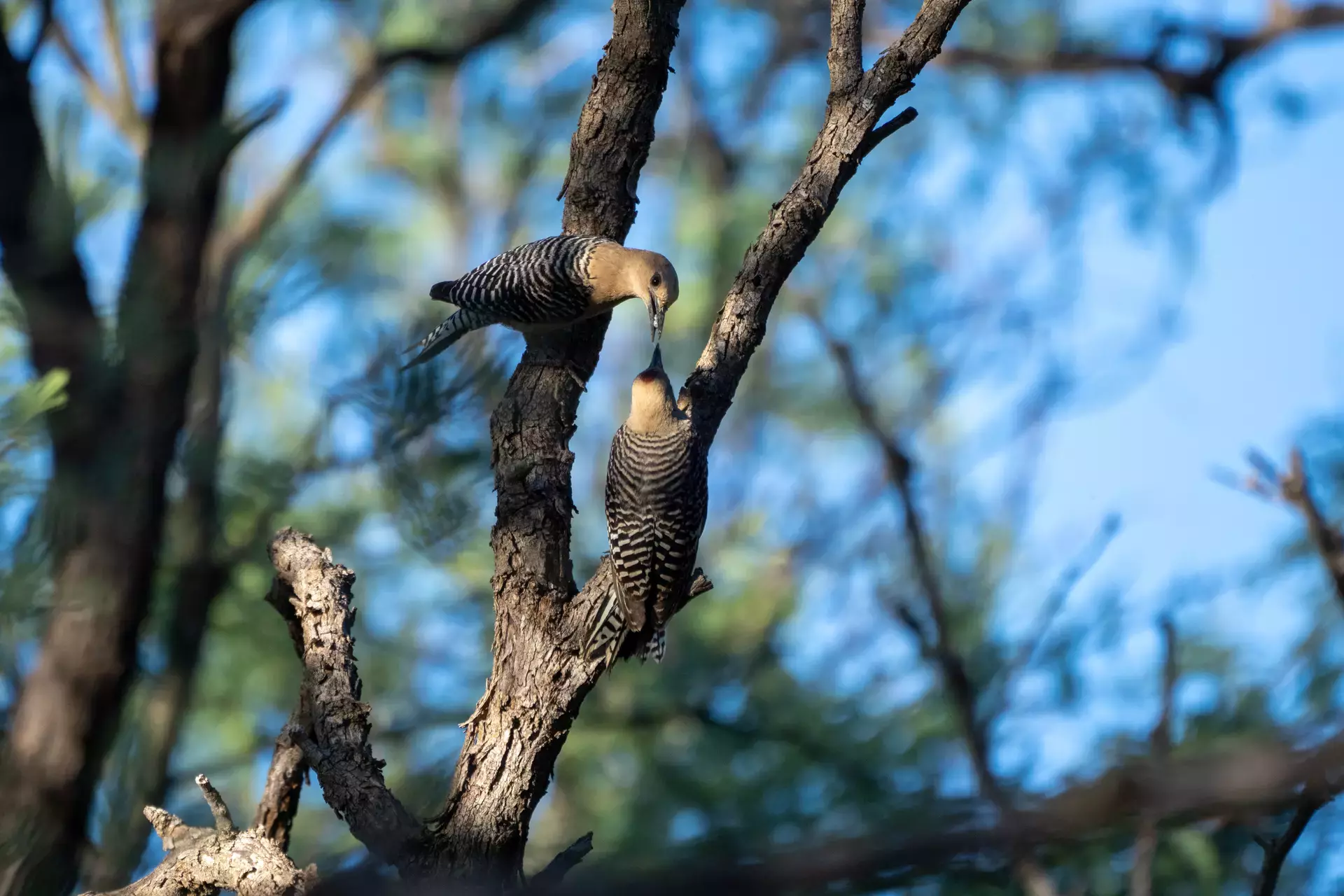 A tender moment shared by two Gila Woodpeckers. Photo by Ti Yung Hwa.