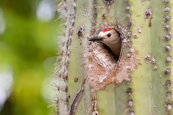 Gila Woodpecker - Photo by Mick Thompson