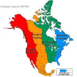 Migratory bird flyways map by USFWS