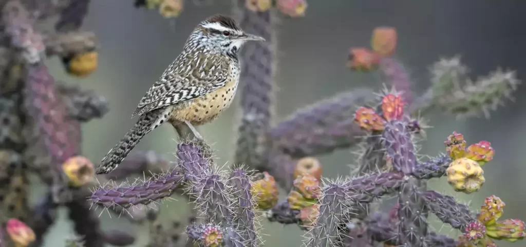 Cactus Wren - Photo by Tom Ingram