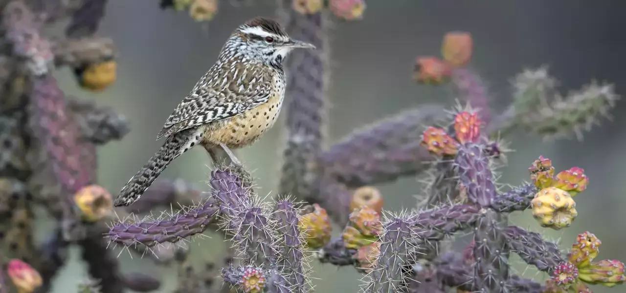 Cactus Wrens depend on insects as their primary food source, using them for sustenance and to provide essential protein and hydration for their young in the arid desert environment.