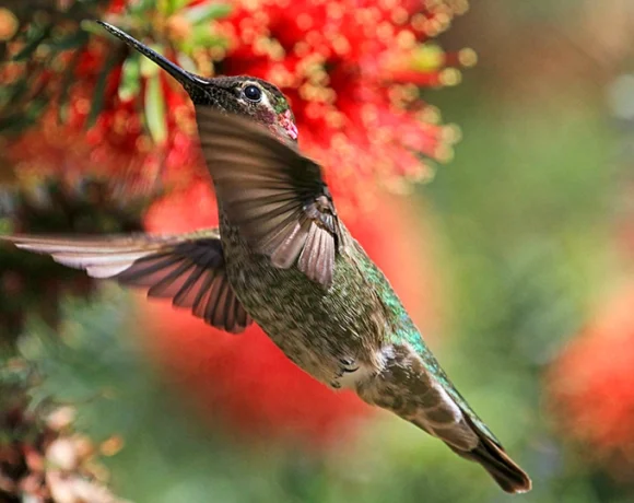 Garden Tour de Bird