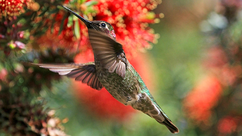 Anna′s Hummingbird - Michelle Maani/Audubon Photography Awards