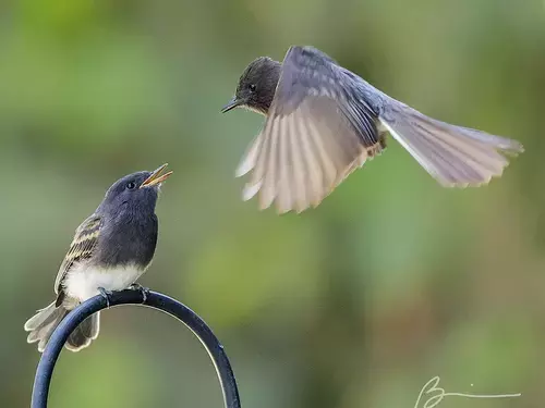 Black Phoebe - Photo by Brian Valente