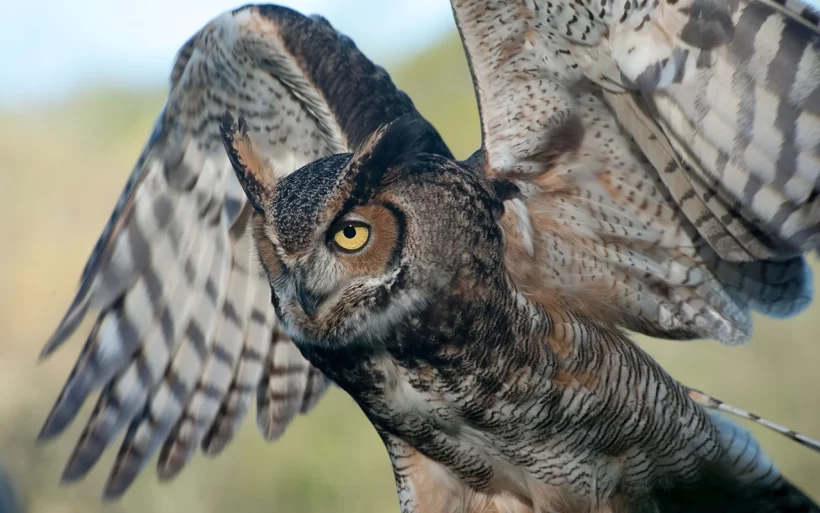 Raptor Release Opens Monthly Speaker Series Season