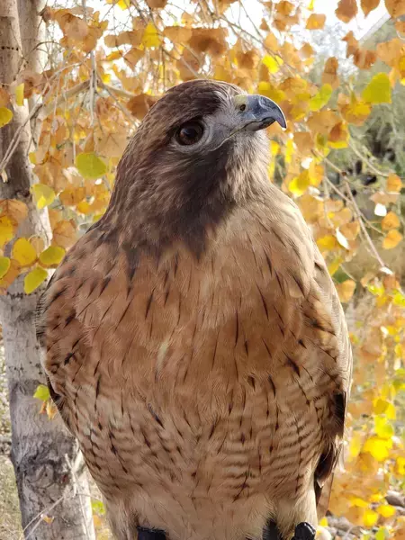 Skye, Red-tailed Hawk - former education ambassador at Liberty Wildlife. Photo: Kelly Virtanen