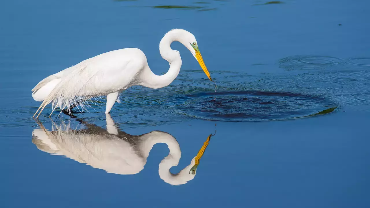 Great Egret - Photo By Patricia McGuire