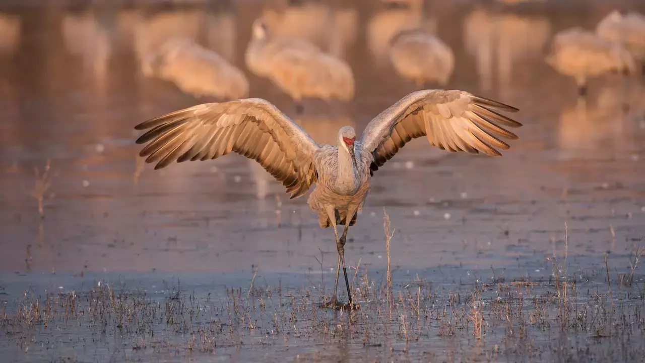 Sandhill Crane - Photo by Steve Torna