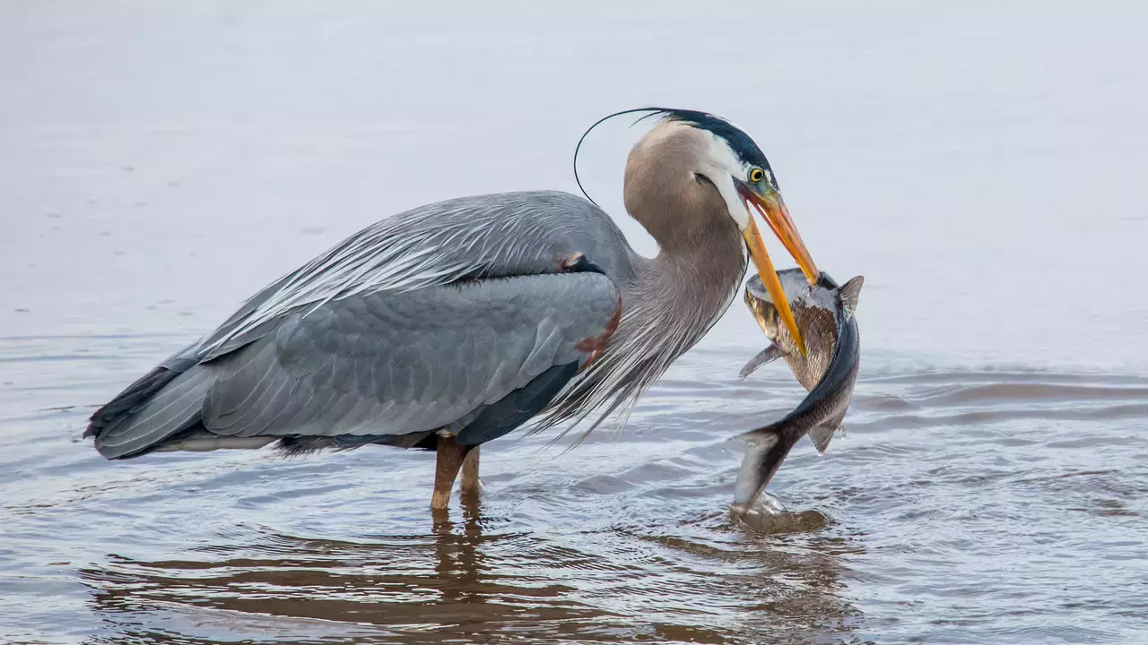 Great Blue Heron - Photo by Patricia McGuire