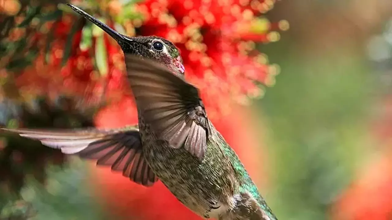 Annas Hummingbird - Photo by Michelle-Maani/Audubon Photography Awards