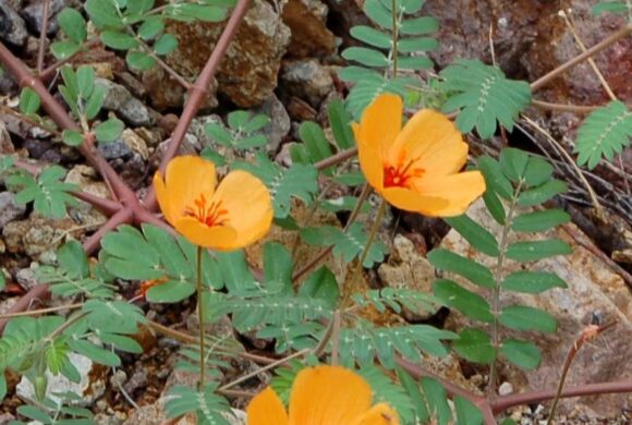 Speaker: Learn about native flowers, shrubs and trees