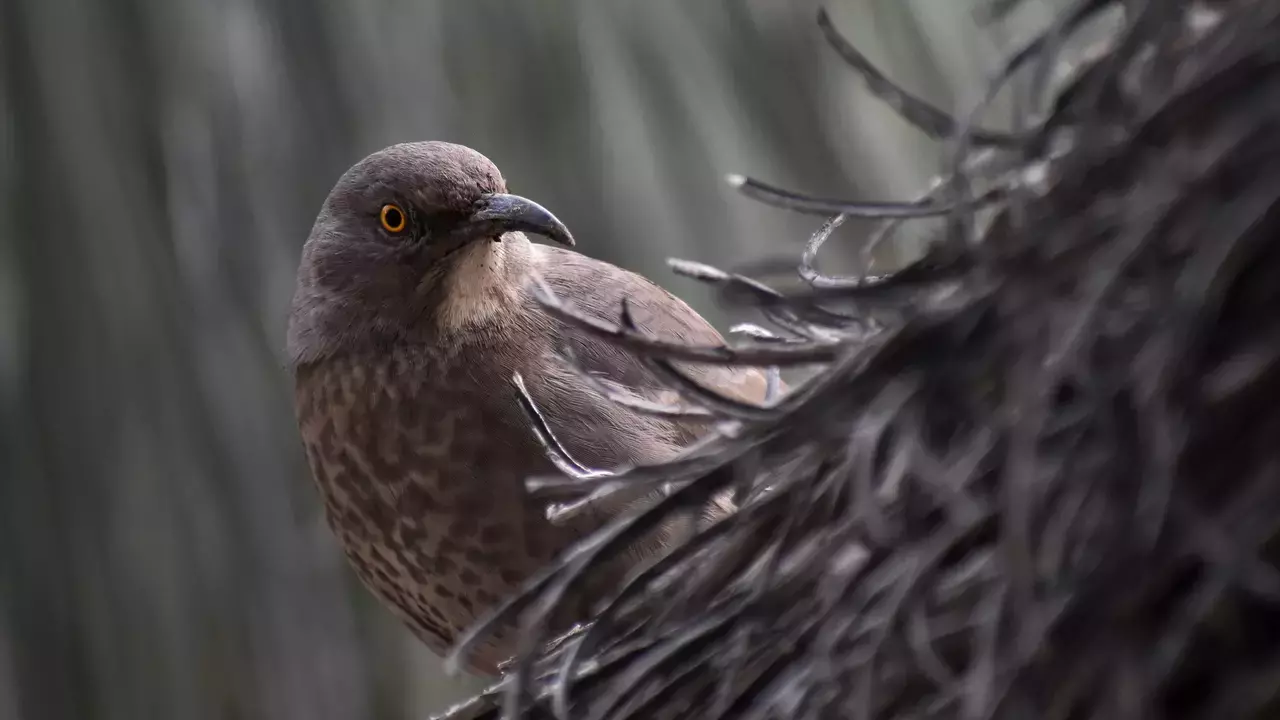 Curve-billed Thrasher - Photo by Craig-Wheeler