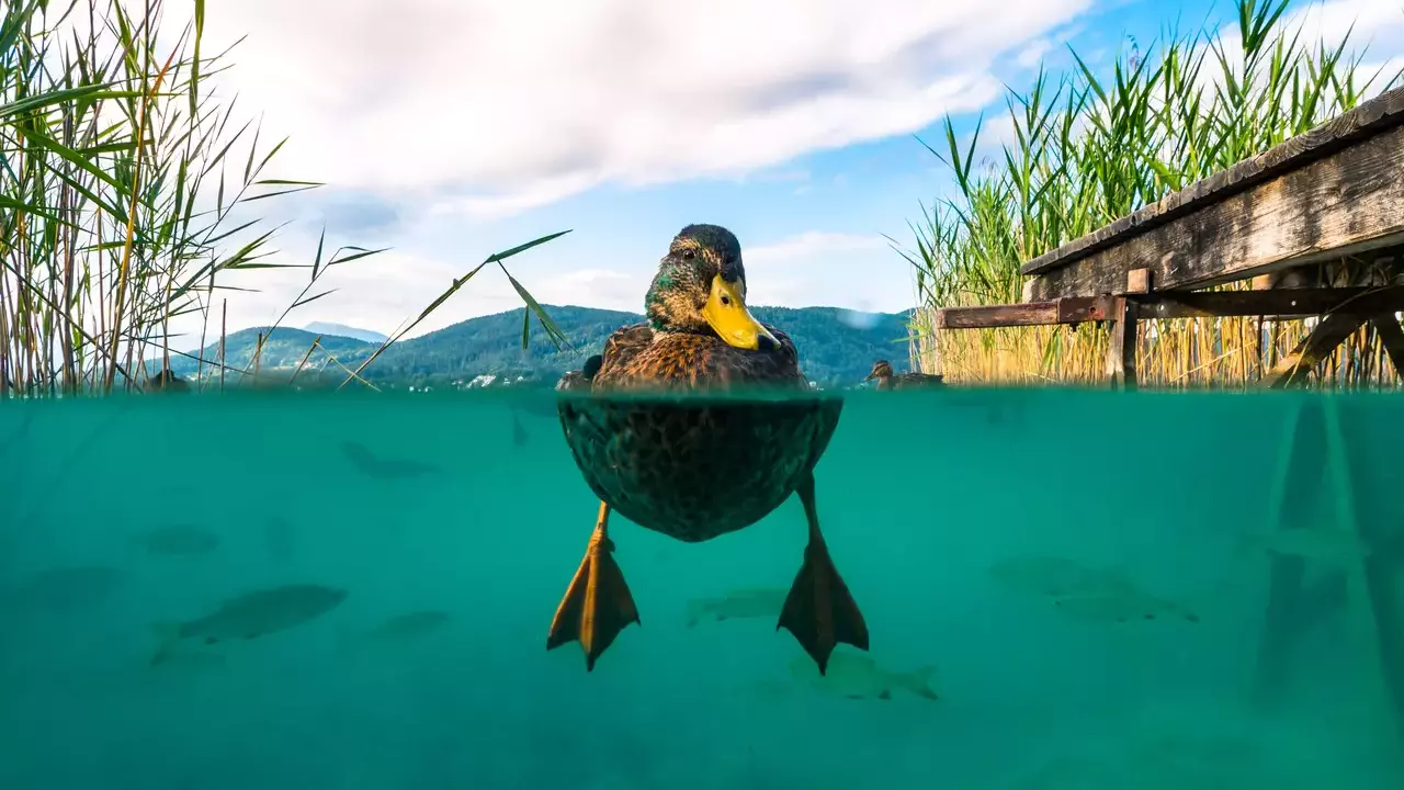 Mallard - Photo by Michael Stabentheiner