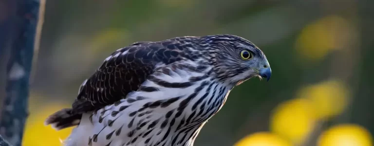 Coopers Hawk - Photo by Deborah Roy