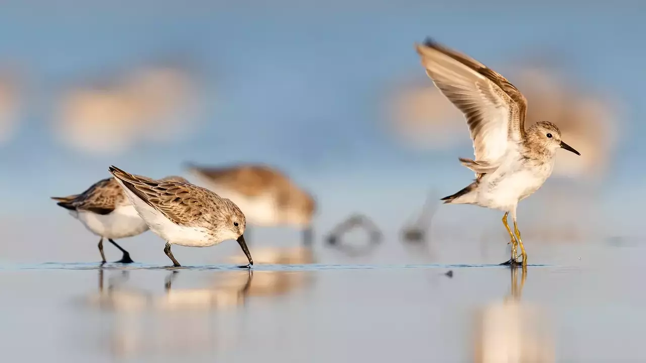 Least Sandpiper/Western Sandpiper - Photo by Ryan Leimbach