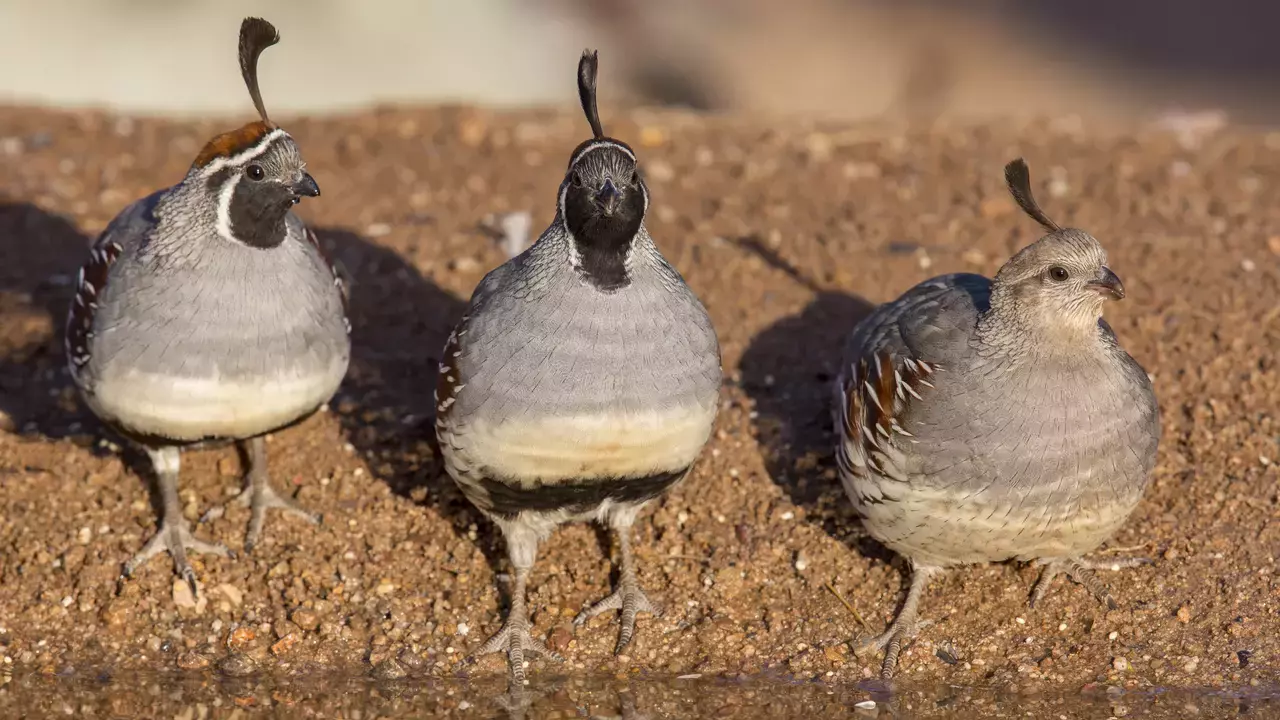 Gambels Quail - Photo by Mick Thompson