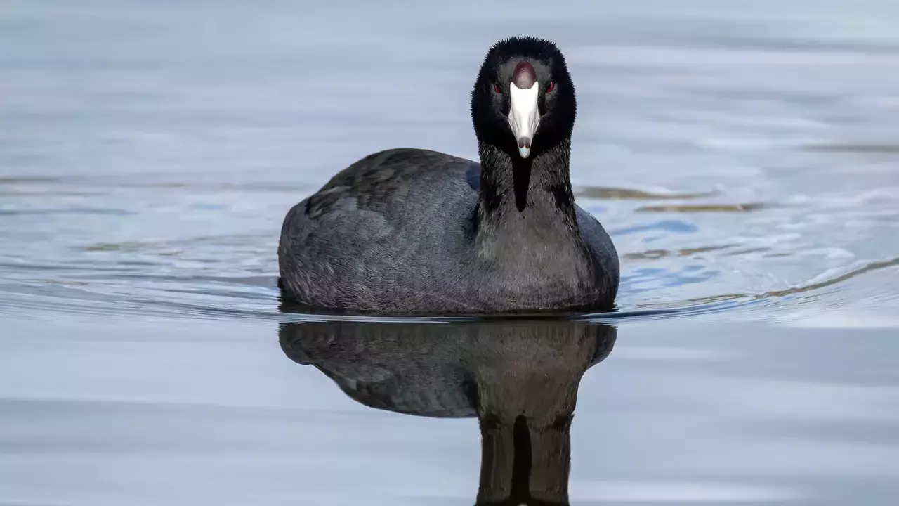 American Coot - Photo by Andrew Desiderio/Audubon Photography Awards