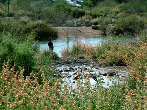 Gilbert Riparian Preserve wetland