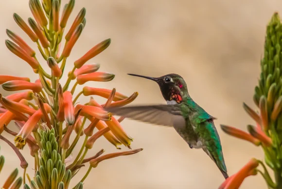 Garden Tour de Bird: Save Water and Help Birds with Native Landscaping