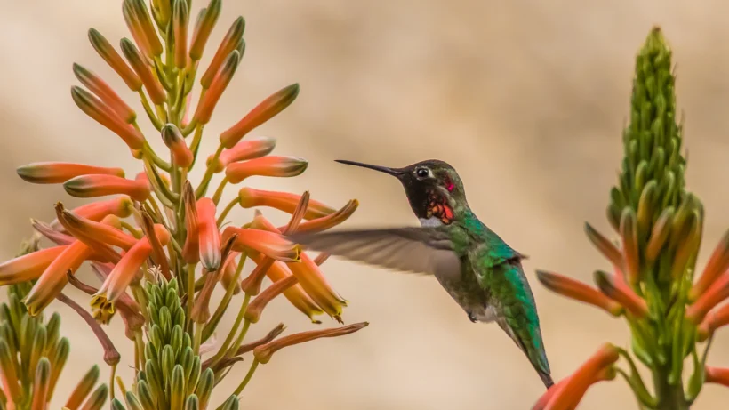 Garden Tour de Bird: Save Water and Help Birds with Native Landscaping