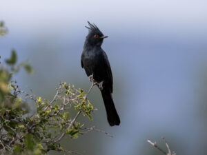 Phainopepla- Mike Henry/Audubon Photography Awards