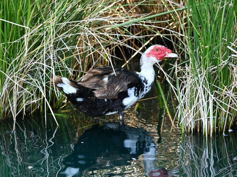 Muscovy Duck at the Riparian Preserve Water Ranch ~Vicki Hire