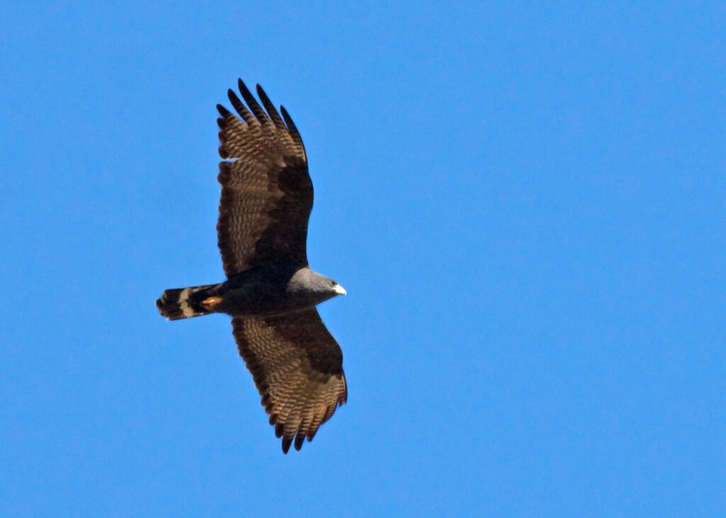 Zone-tailed Hawk - Photo By Muriel Neddermeyer