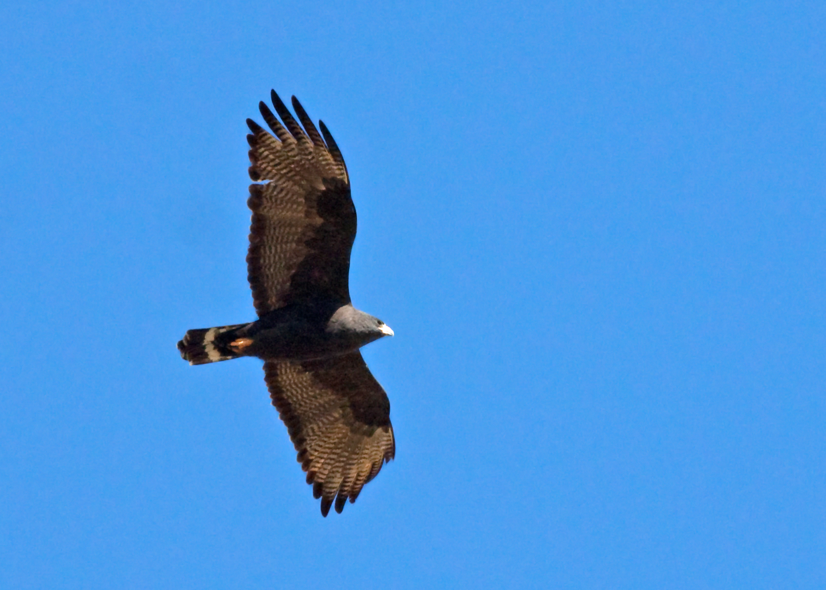 Zone-tailed Hawk - Photo By Muriel Neddermeyer