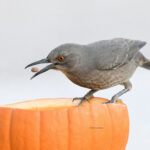 Curve-billed Thrasher -Vicki Hire