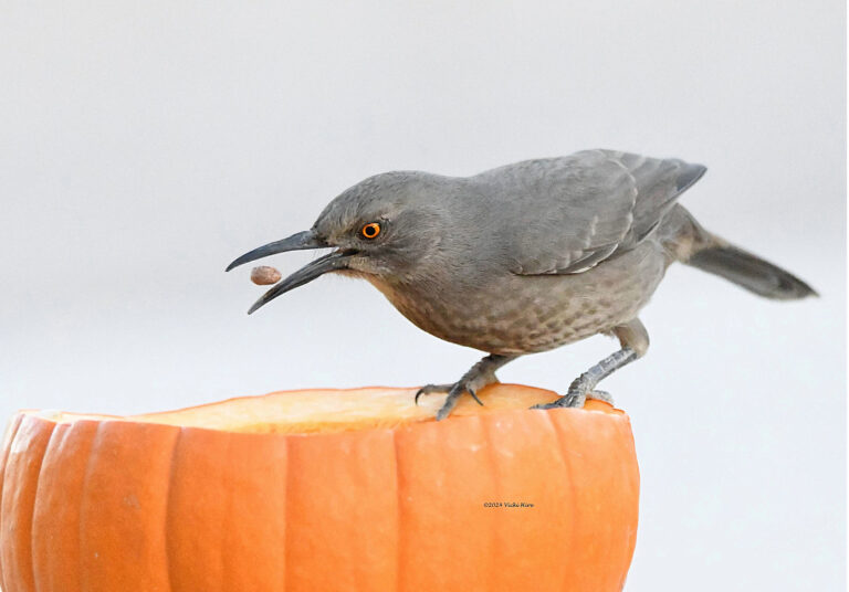 Curve-billed Thrasher -Vicki Hire