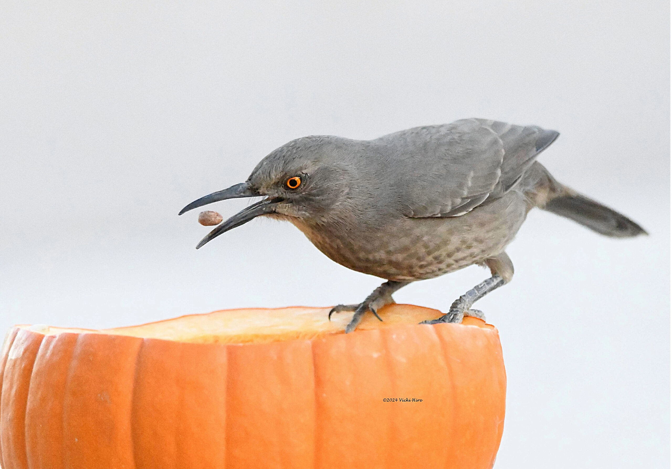 Curve-billed Thrasher -Vicki Hire