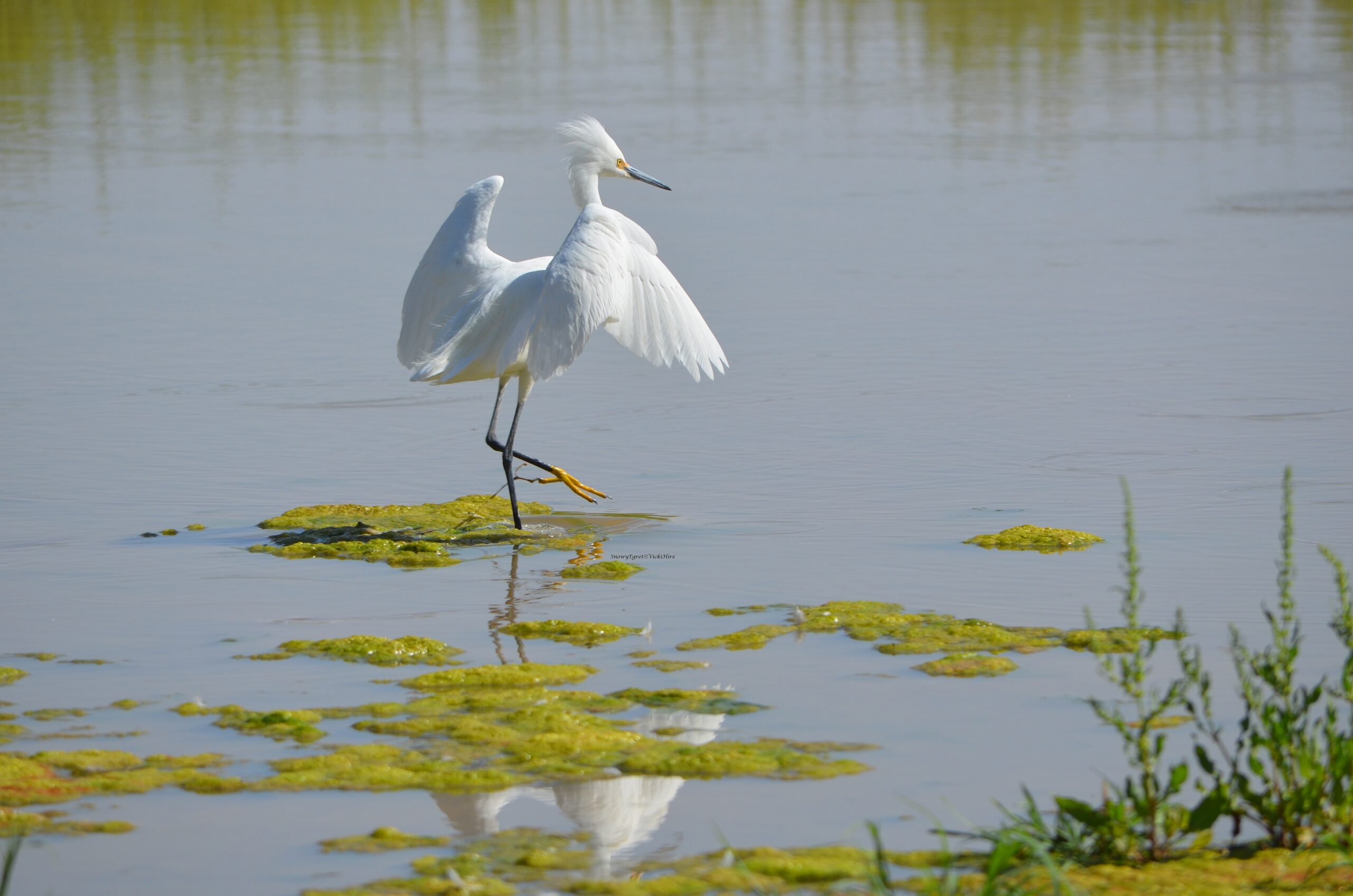 Snowy Egret at the Riparian Preserve at the Water Ranch, Gilbert, AZ -Vicki Hire