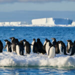 Adelies Penguins -photo Cindy Marple